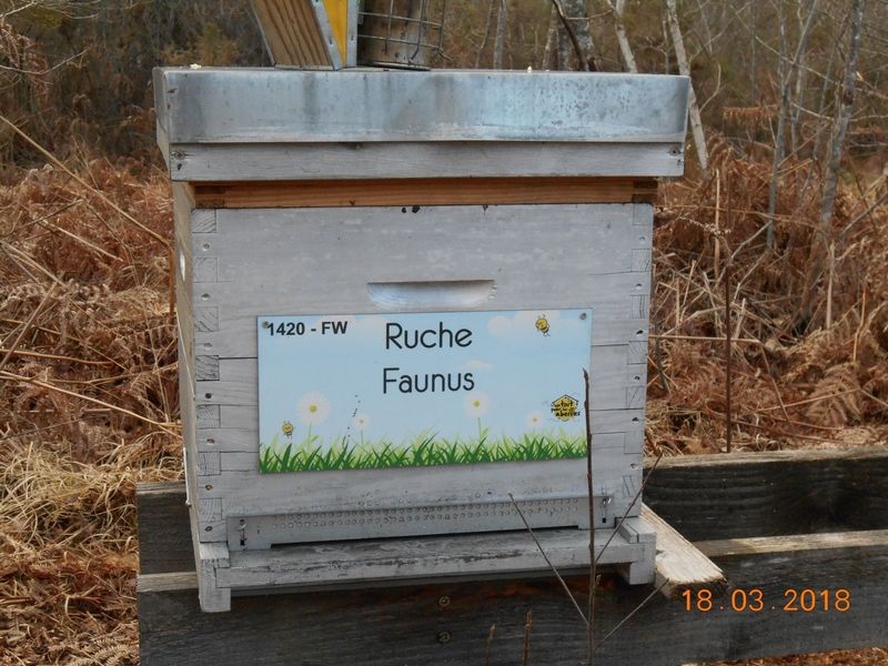 La ruche Faunus