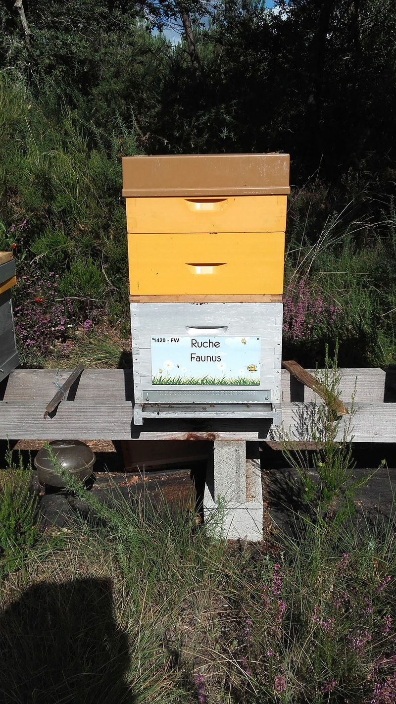 La ruche Faunus