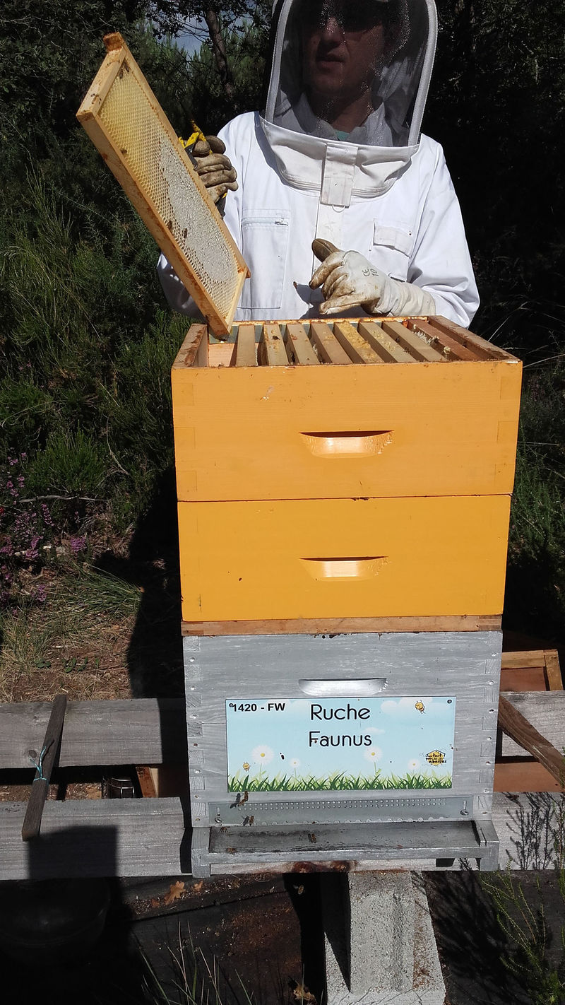 La ruche Faunus