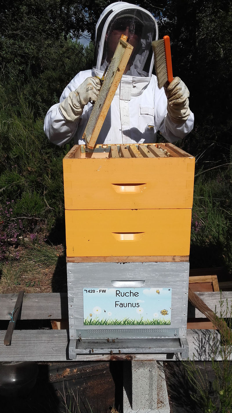 La ruche Faunus