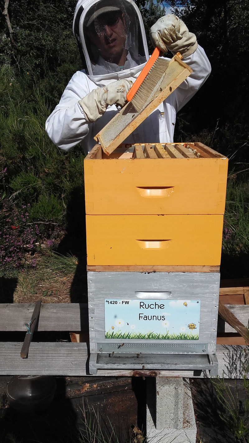 La ruche Faunus