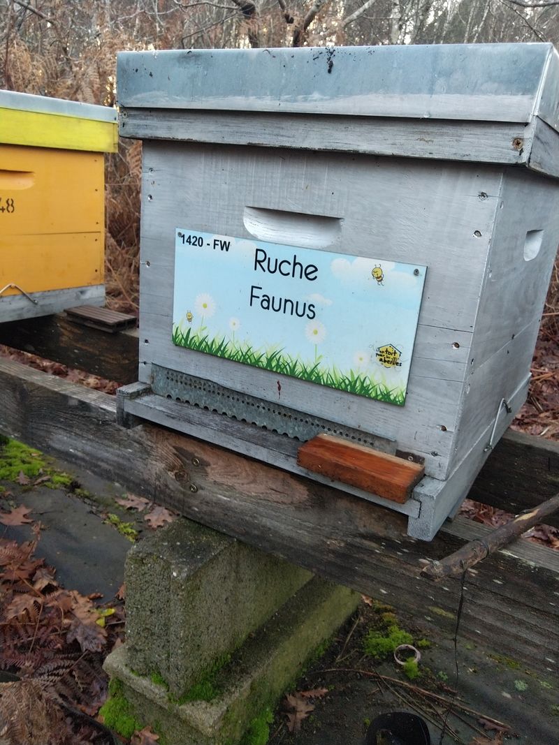 La ruche Faunus