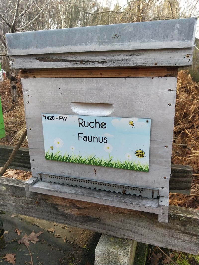 La ruche Faunus