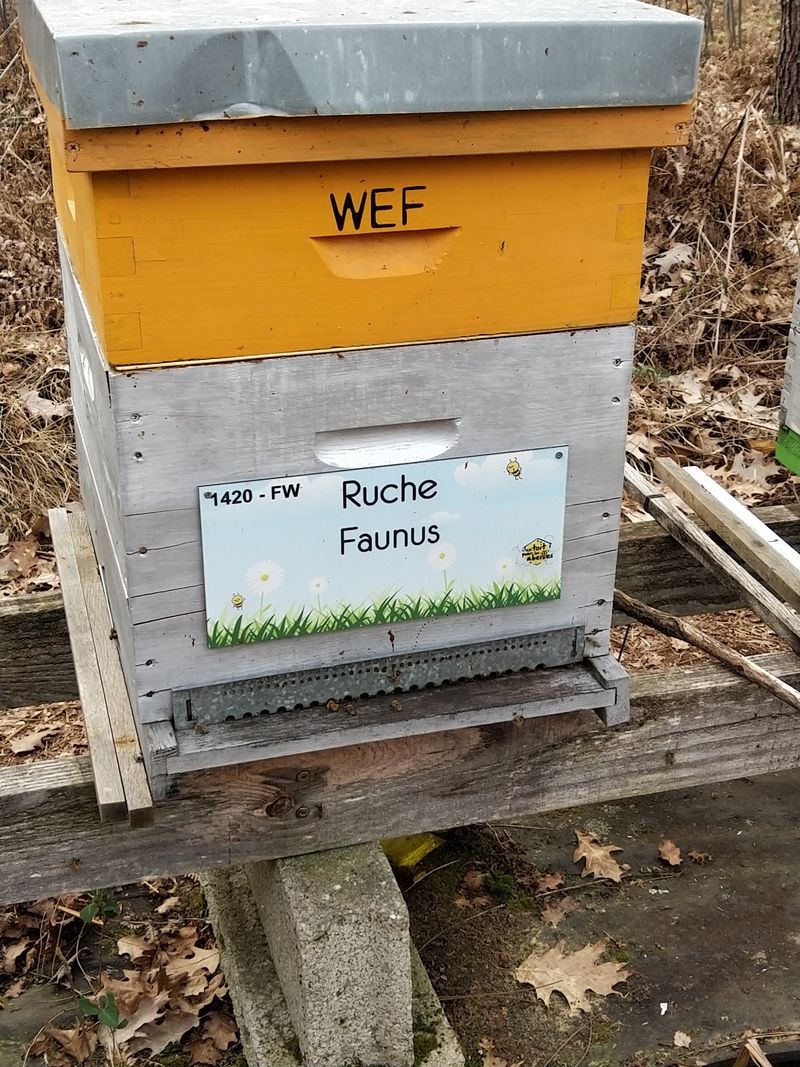 La ruche Faunus