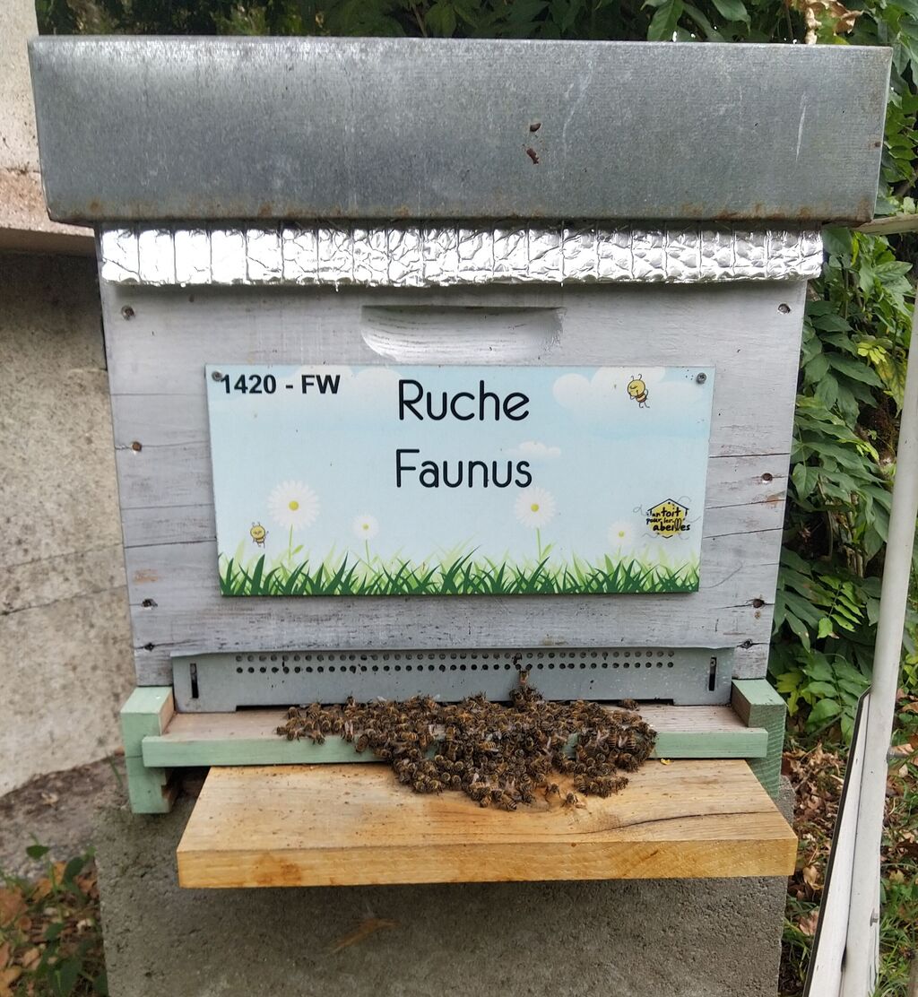 La ruche Faunus