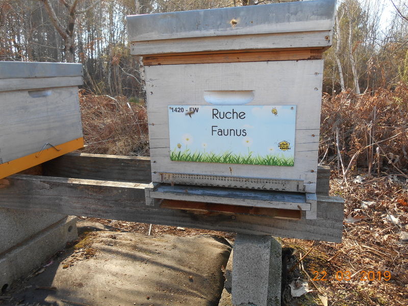 La ruche Faunus