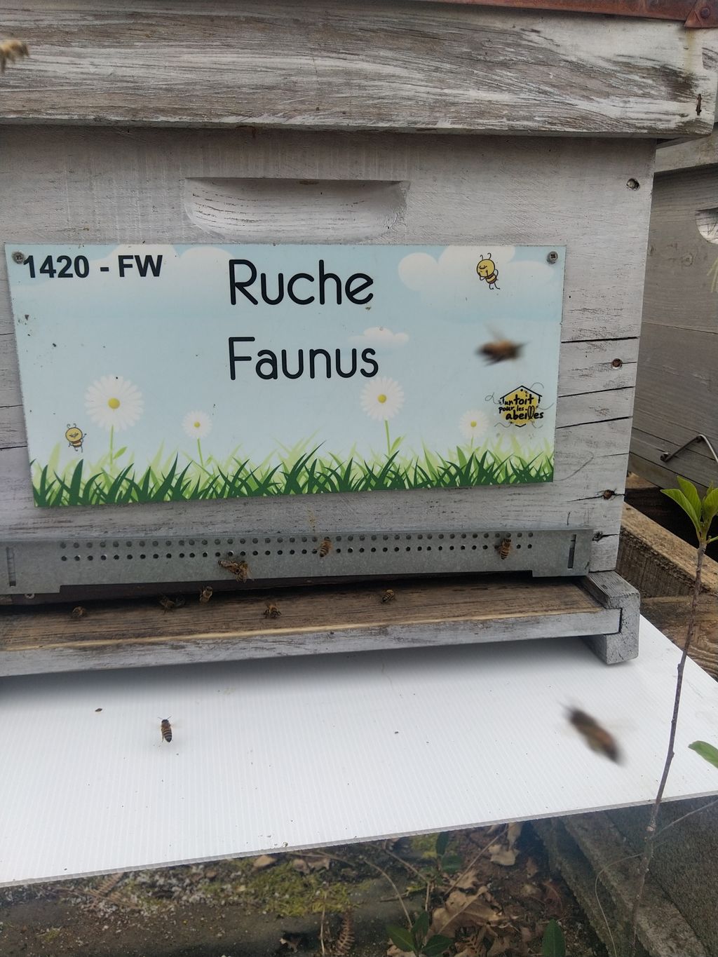 La ruche Faunus