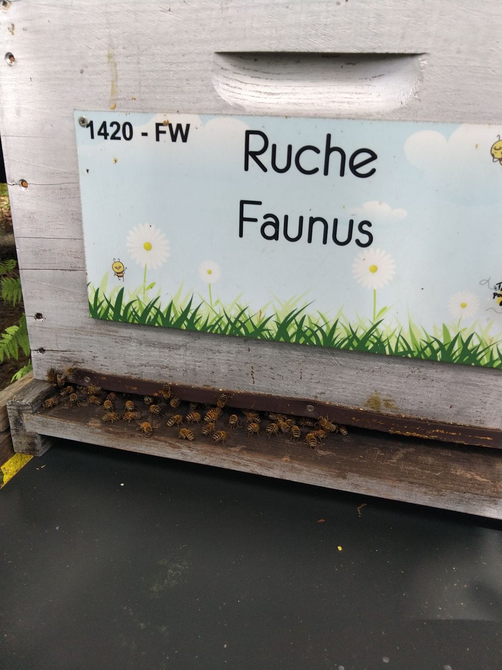 La ruche Faunus