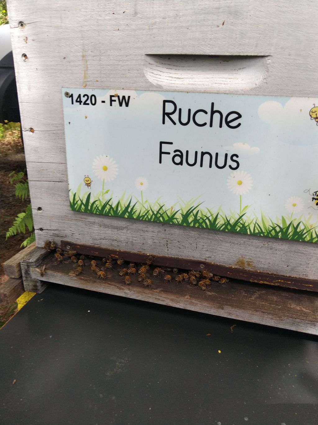 La ruche Faunus