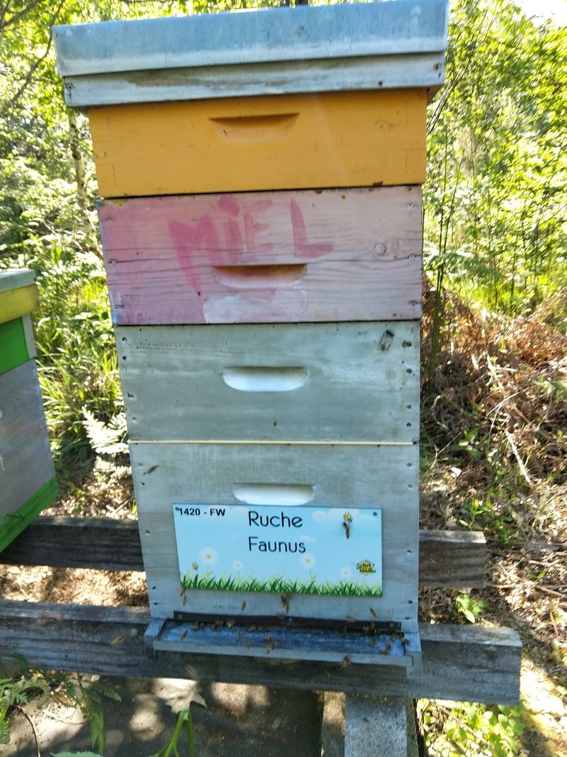 La ruche Faunus