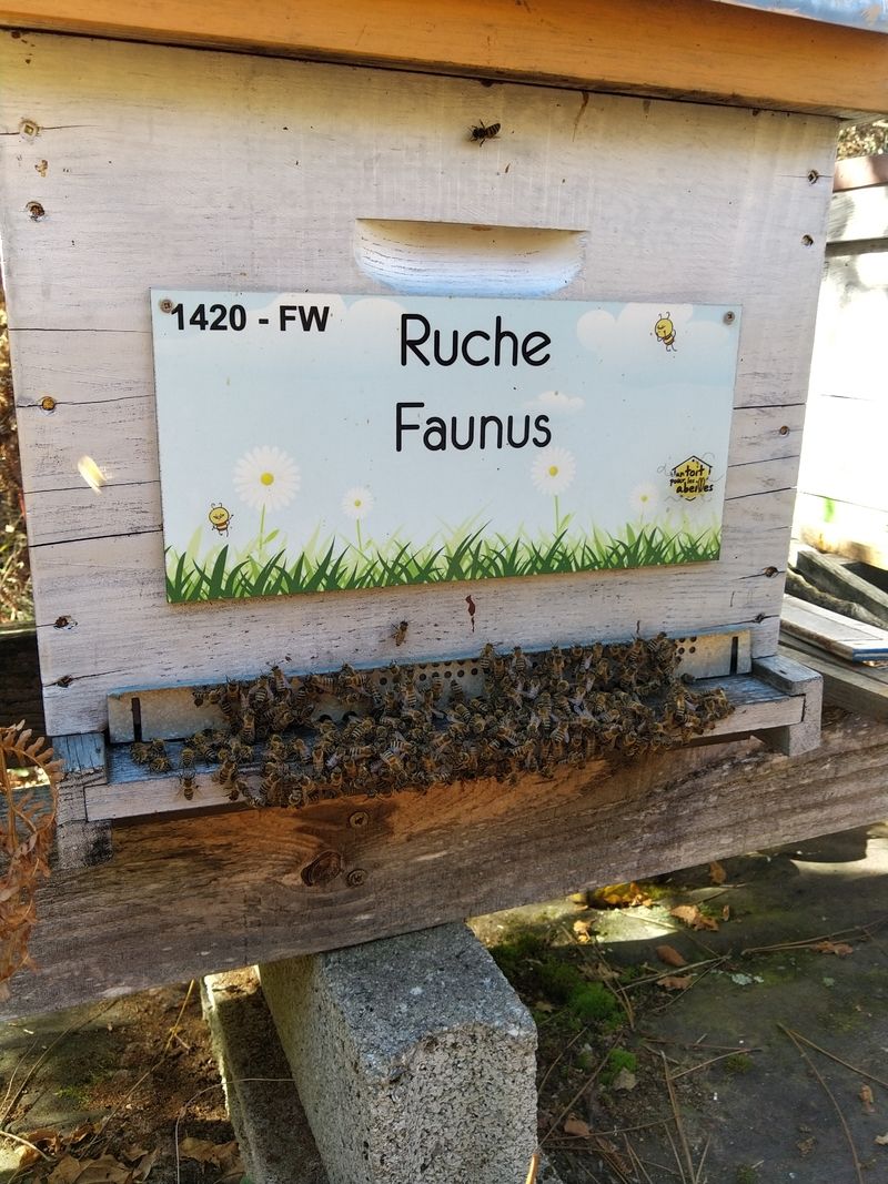 La ruche Faunus