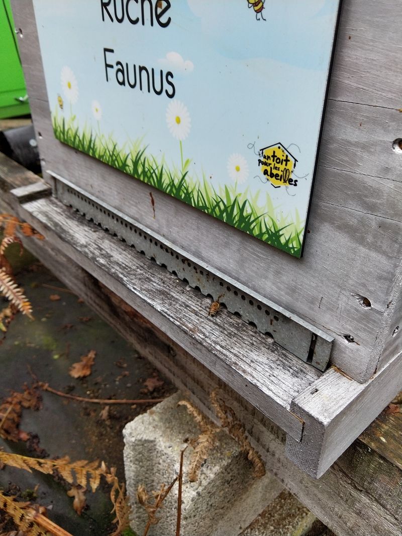 La ruche Faunus