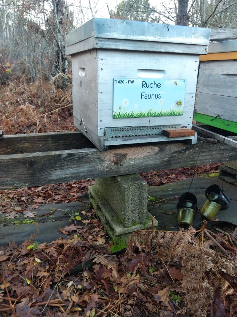 La ruche Faunus