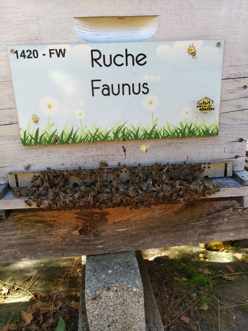 La ruche Faunus