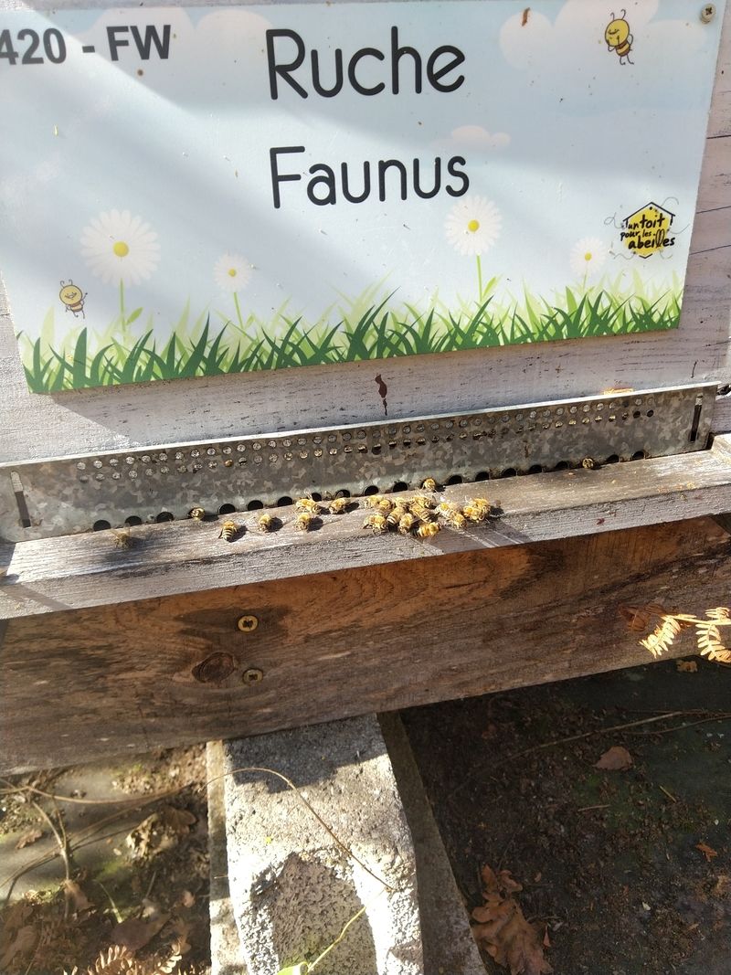 La ruche Faunus