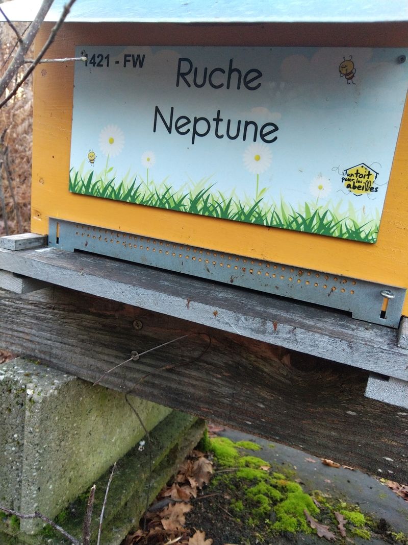 La ruche Neptune