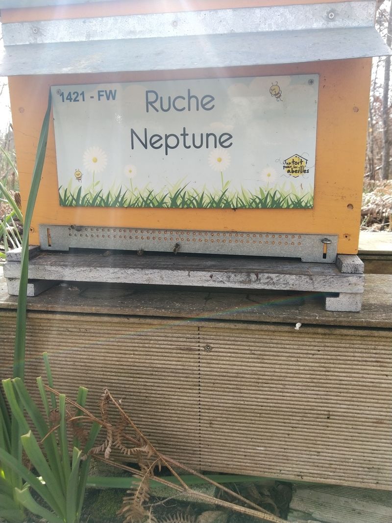 La ruche Neptune
