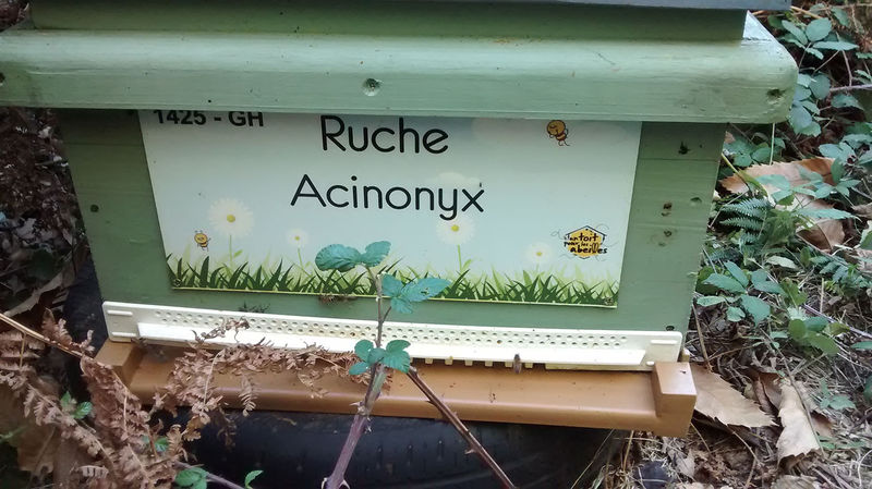 La ruche