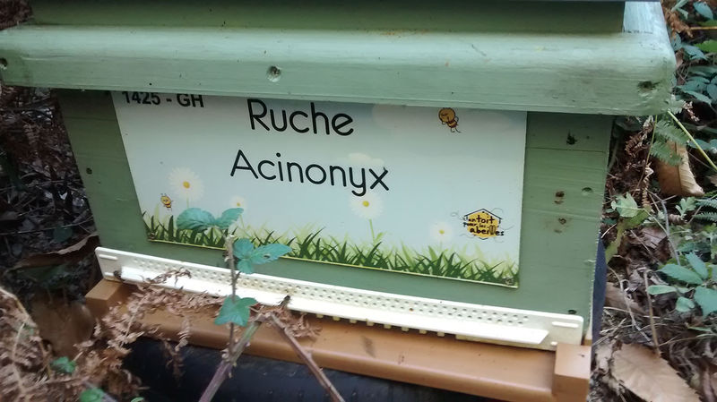 La ruche Acinonyx