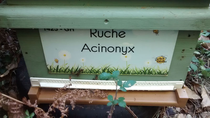 La ruche Acinonyx
