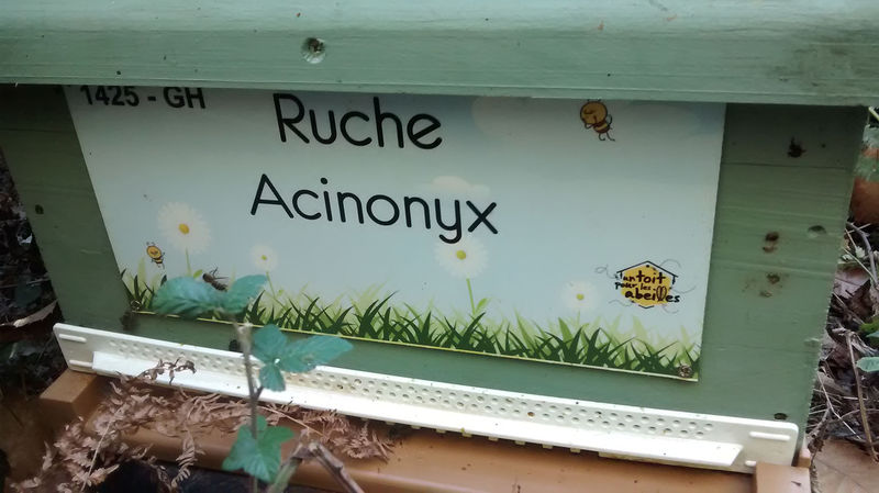La ruche Acinonyx