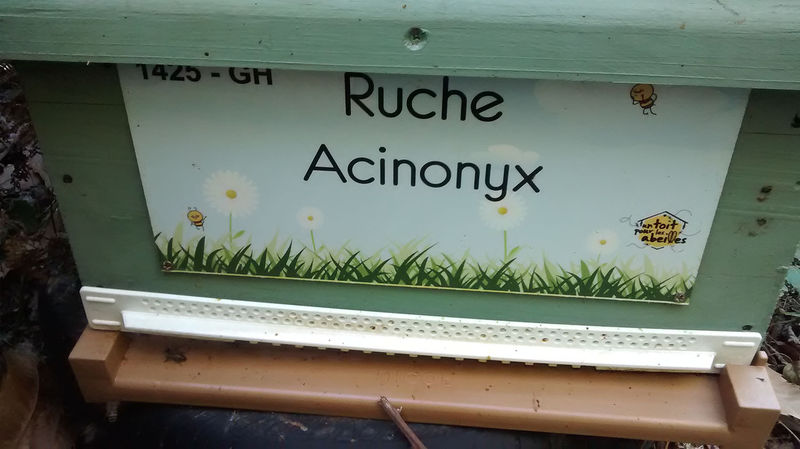 La ruche Acinonyx
