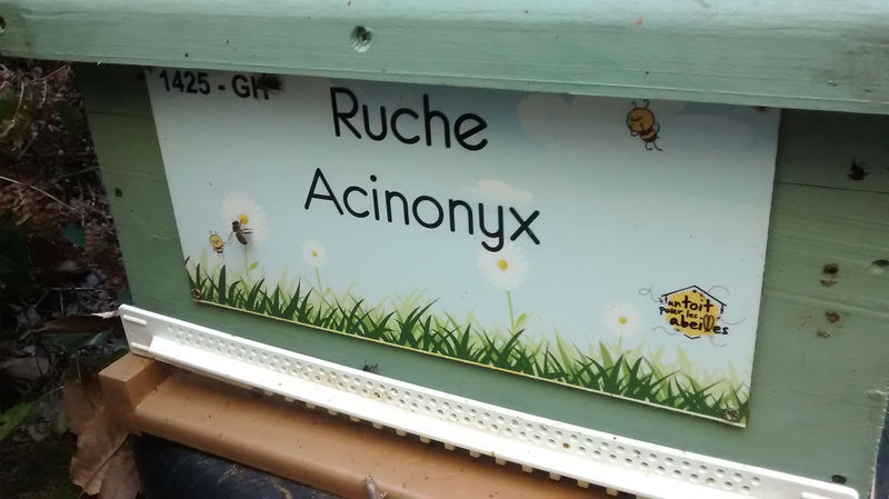 La ruche Acinonyx