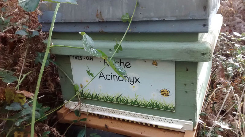 La ruche Acinonyx