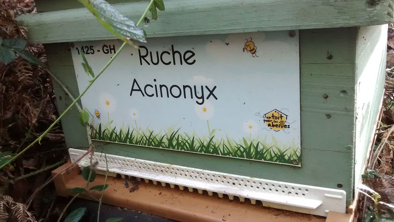 La ruche Acinonyx