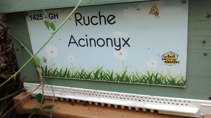 La ruche Acinonyx