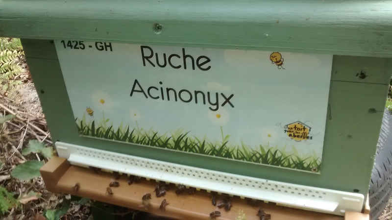La ruche Acinonyx