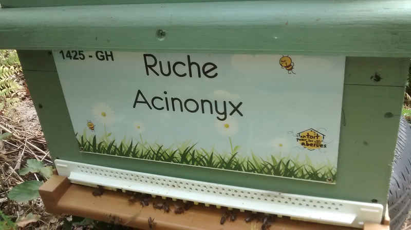 La ruche Acinonyx
