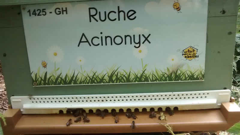 La ruche Acinonyx