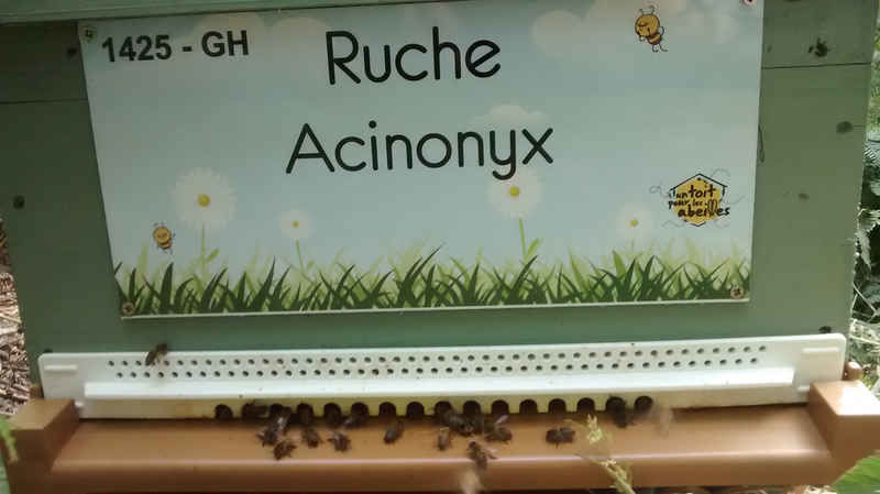 La ruche Acinonyx