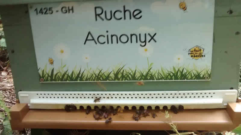 La ruche Acinonyx