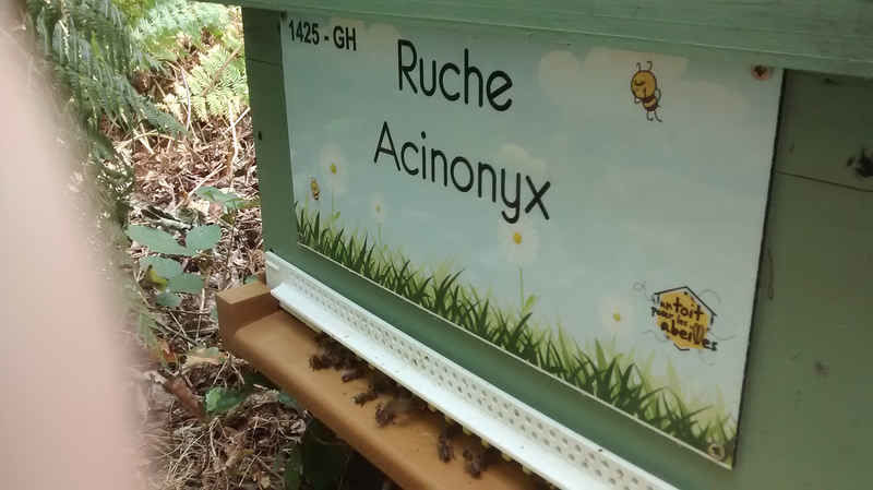 La ruche Acinonyx