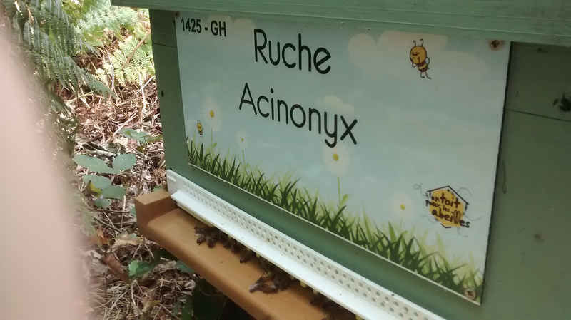La ruche Acinonyx