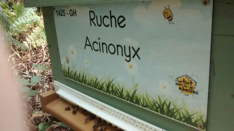 La ruche Acinonyx