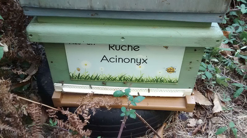 La ruche Acinonyx
