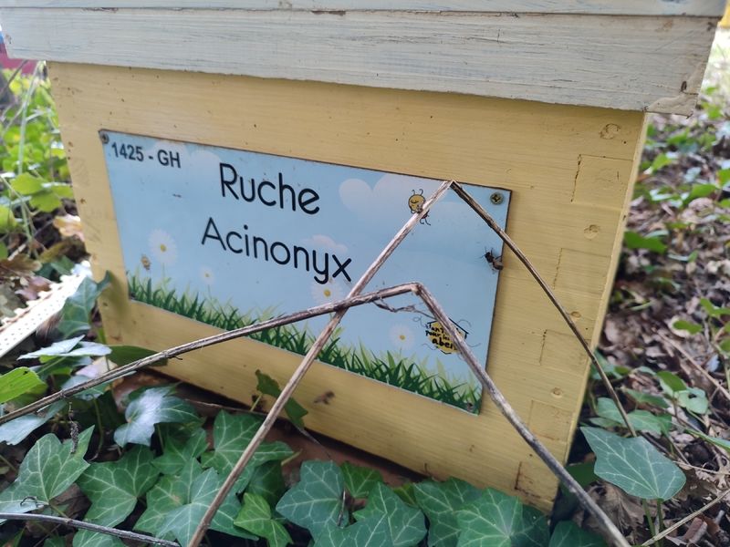 La ruche Acinonyx