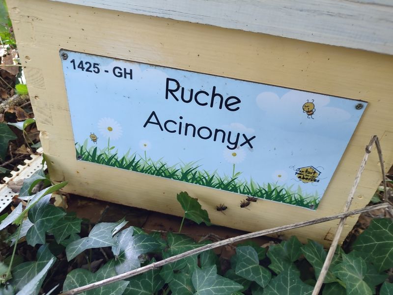 La ruche Acinonyx