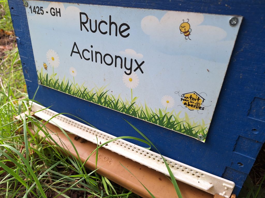 La ruche Acinonyx