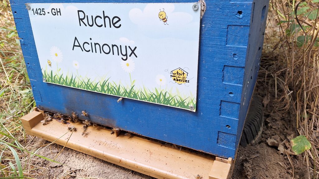 La ruche Acinonyx