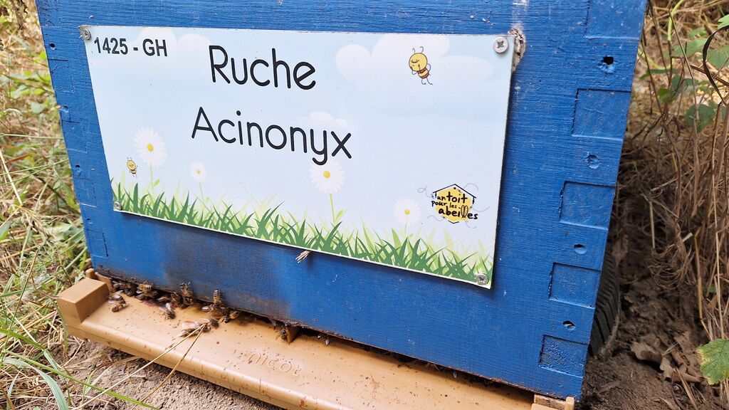 La ruche Acinonyx