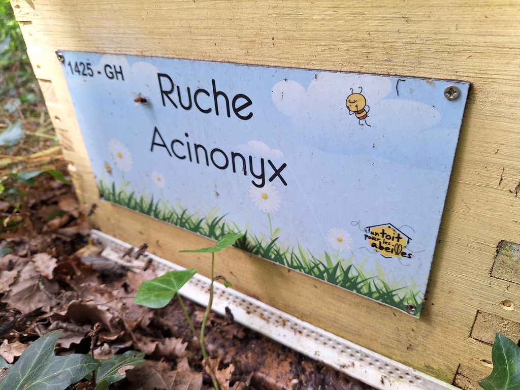 La ruche Acinonyx