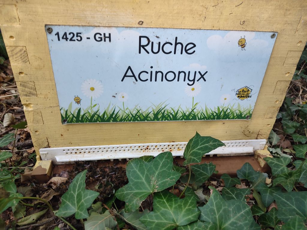 La ruche Acinonyx