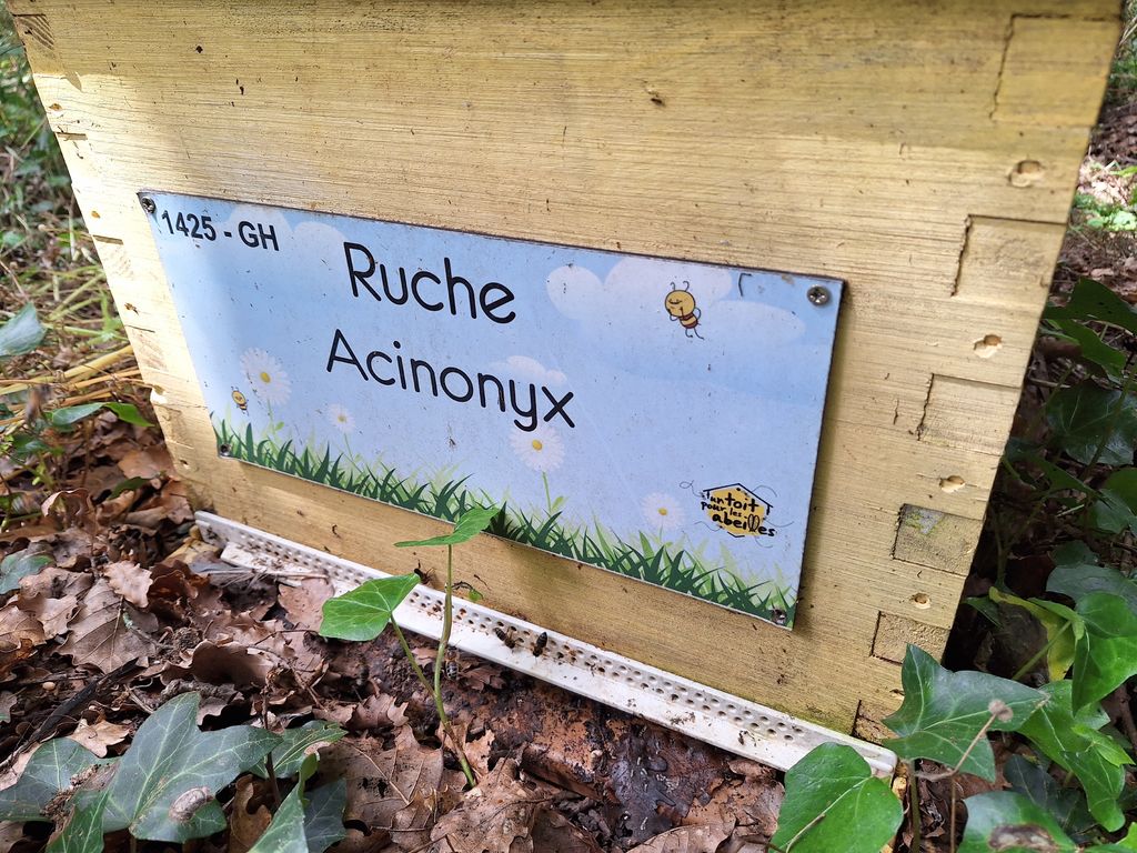 La ruche Acinonyx