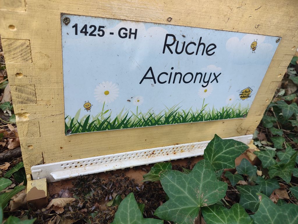 La ruche Acinonyx