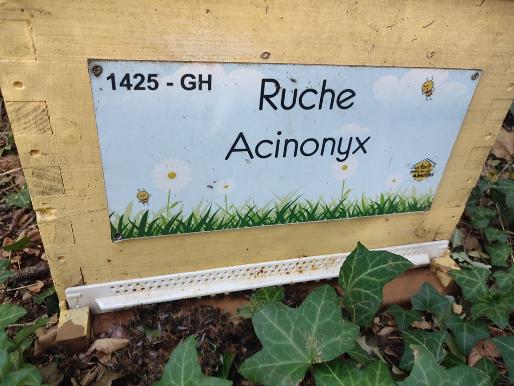 La ruche Acinonyx