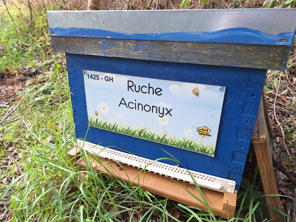 La ruche Acinonyx